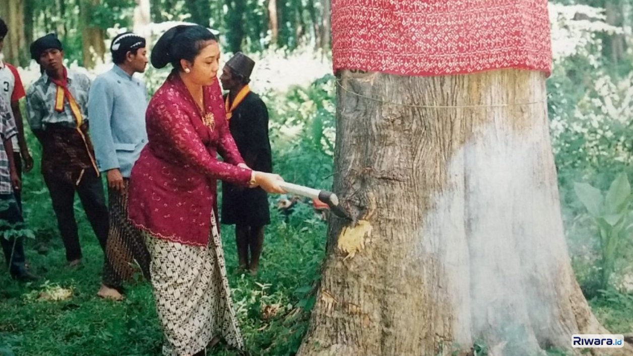 GKR Koes Moertiyah Wandansari dalam proses penebangan kayu di kawasan Alas Krendowahono yang digunakan untuk pembangunan Sasana Hondrowino.